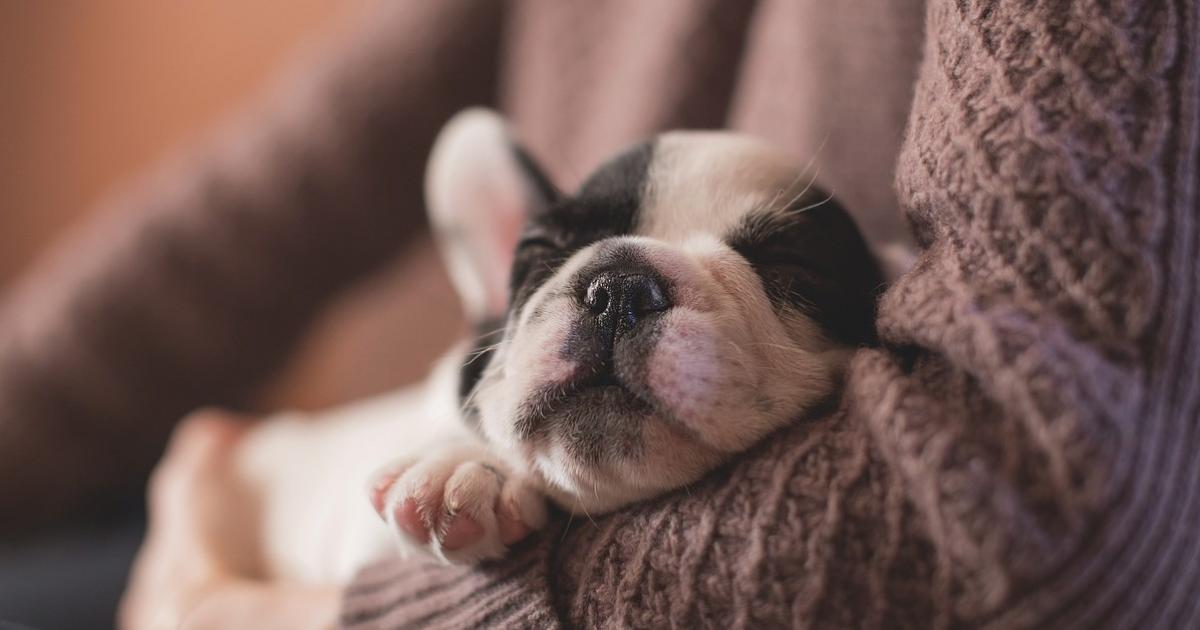 Image « Les Pattes Jaunes » : Le nouveau site éthique de référence pour adopter un animal