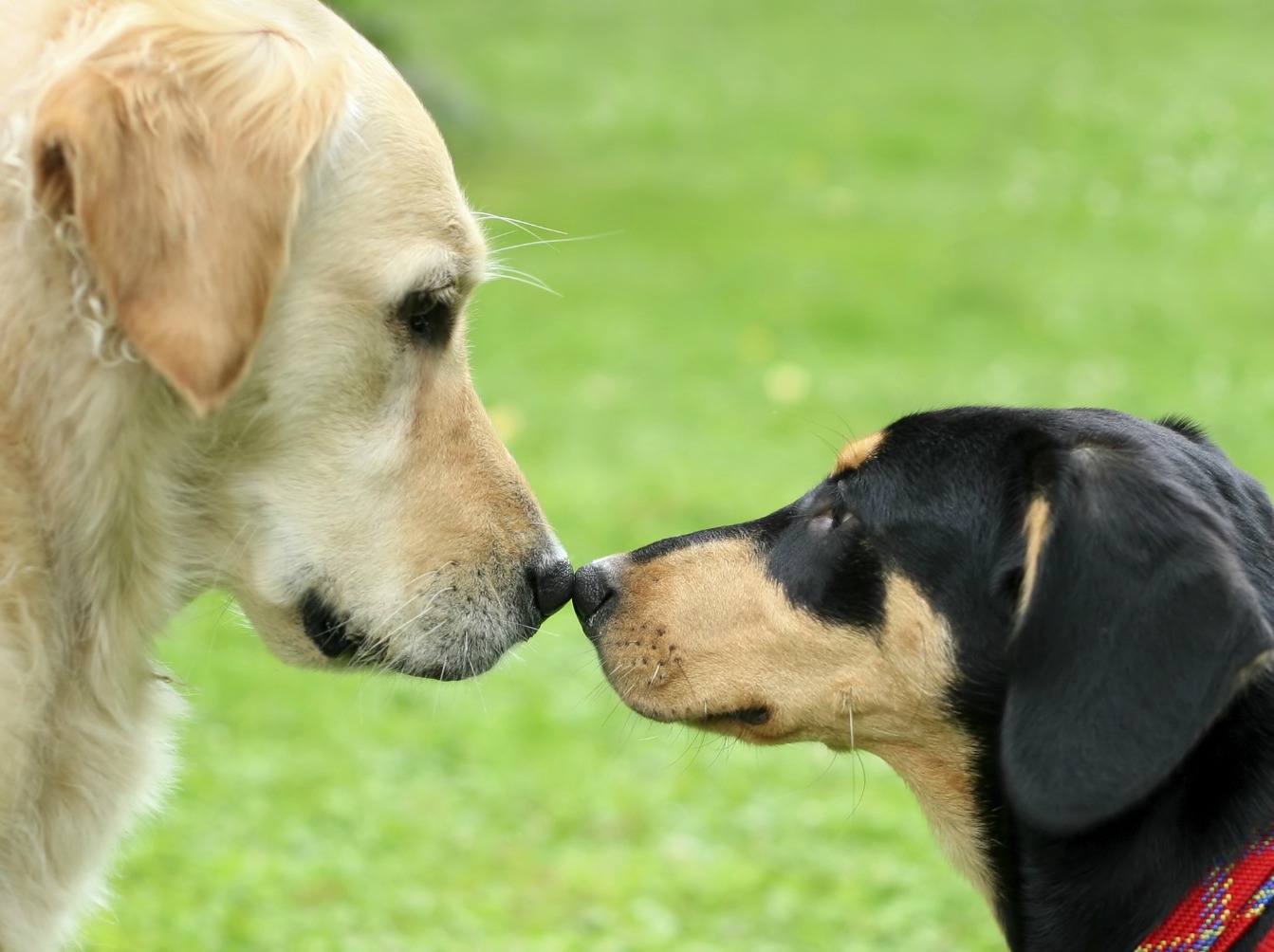 Image Pourquoi tenter de socialiser un chien réactif aux autres chiens n’est pas la solution