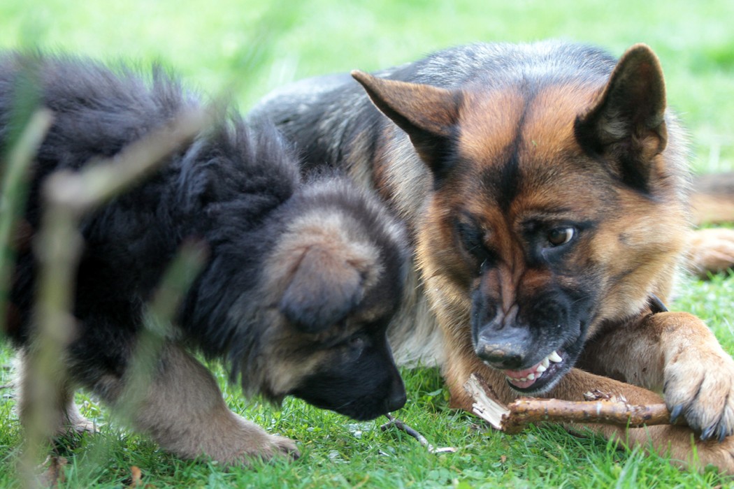 Image Pourquoi les chiens grognent-ils?!