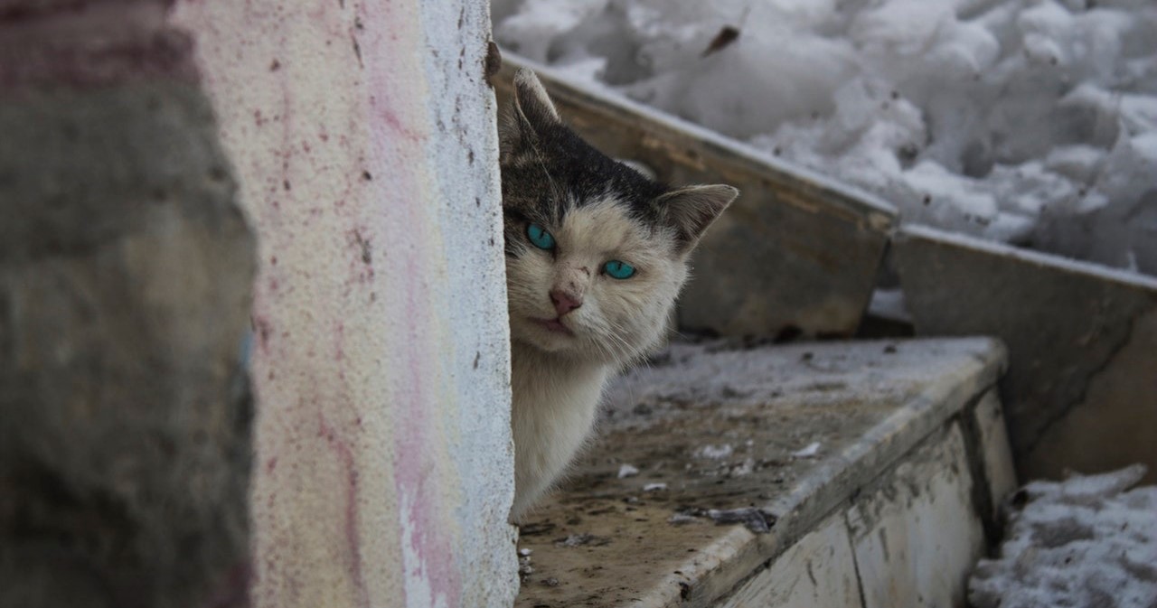 Image Conseils «Felinegood» si vous perdez votre chat ou si vous en trouvez un