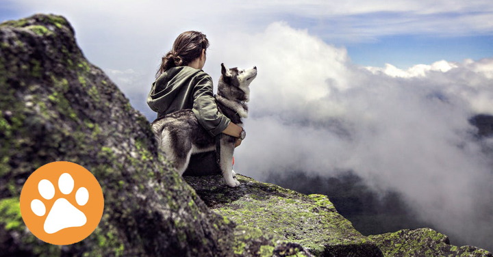 Image Pour vivre plus longtemps, vivons seuls avec nos chiens!