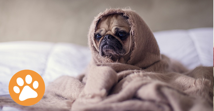 Image Ce qu’il faut savoir sur la tolérance des chiens au froid.