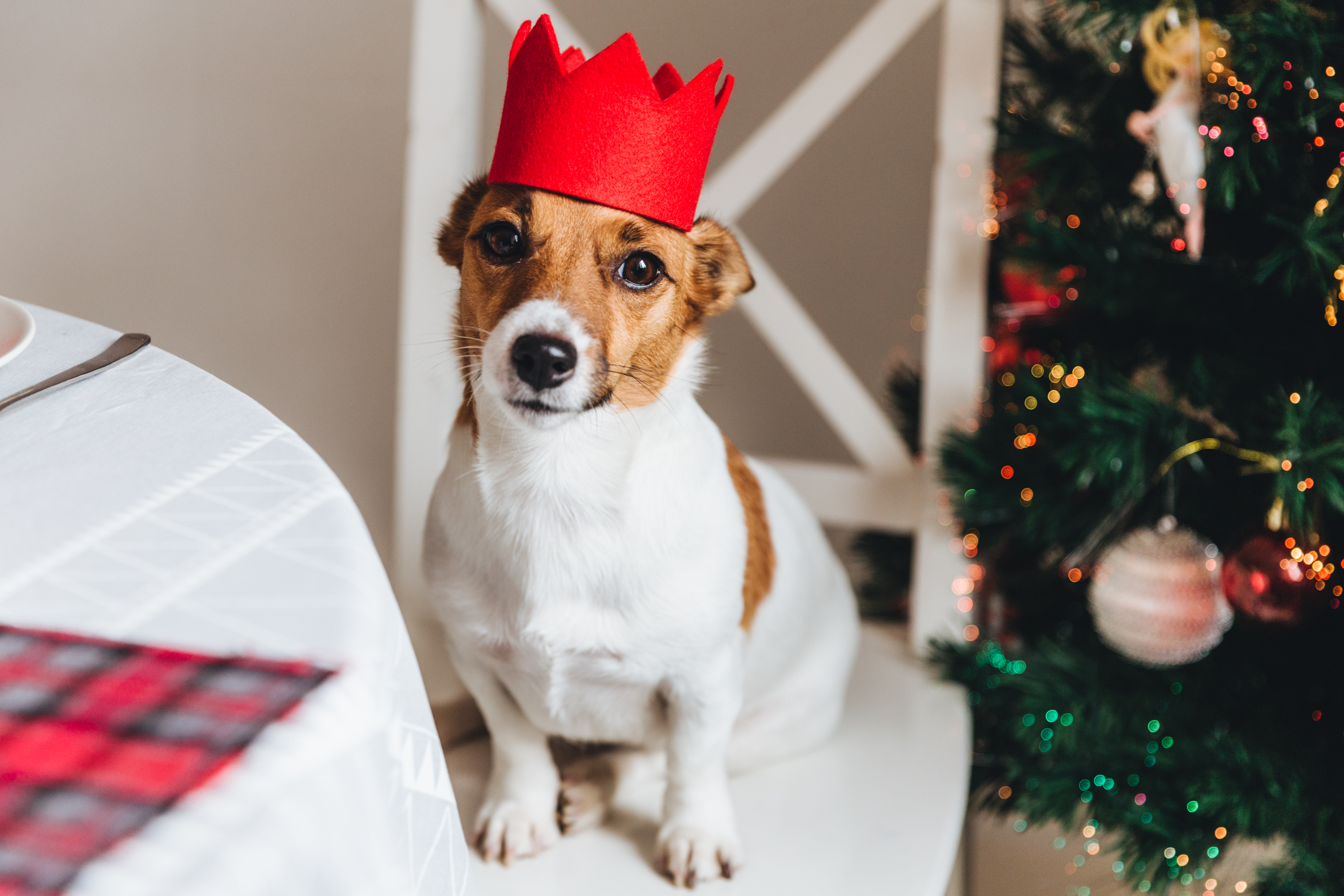 Image Les chiens et la visite en ce temps des fêtes!