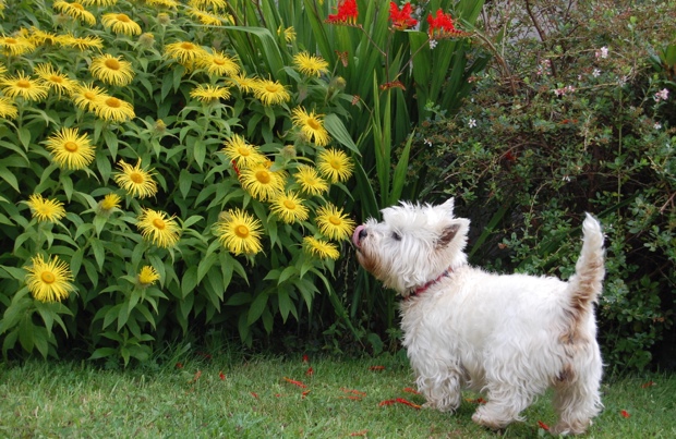 Image 9 plantes dangereuses pour les animaux de compagnie