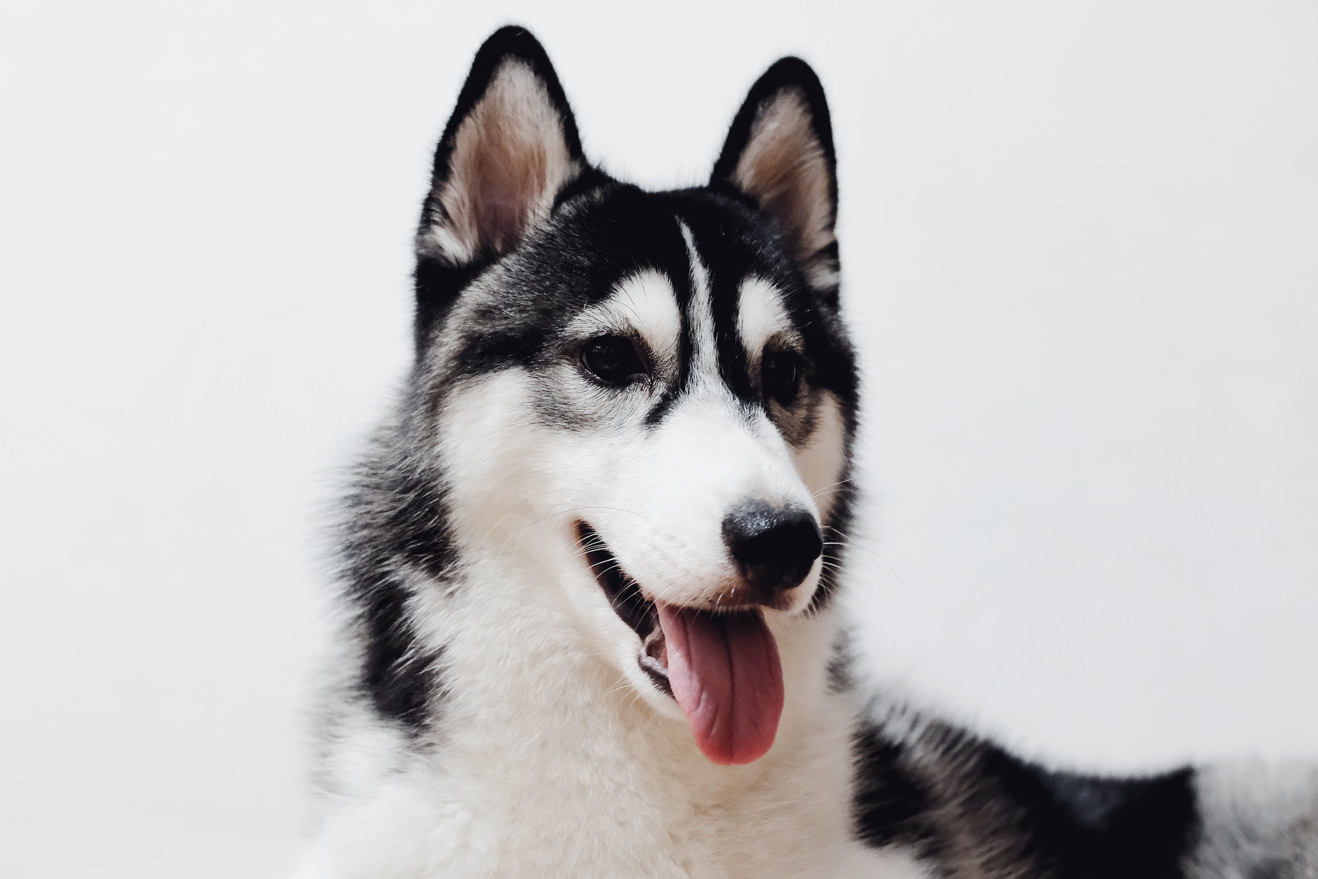 Image Le Husky Sibérien