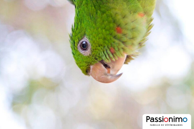 Image Adopter un oiseau quaker, est-ce vraiment pour moi ?