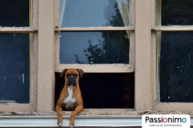 Image Déconfinement : 3 trucs pour faciliter le retour à la routine pour votre chien