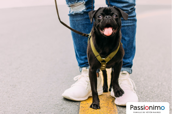 Image Coup de chaleur chez le chien : le reconnaître et l’éviter