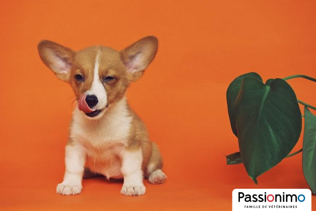 Image Quels légumes mon chien peut-il manger?