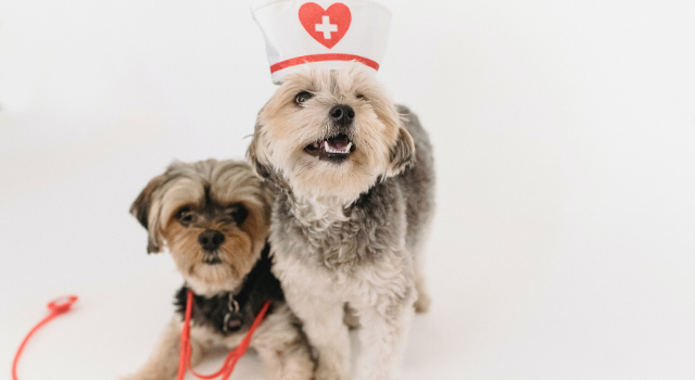 Image La vaccination, le passeport santé pour vos animaux